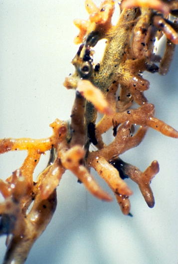Ectomycorhizal colonization of a pine root