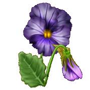 pansy