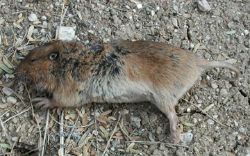 Pocket gopher