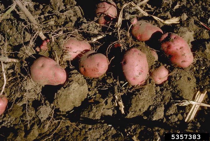 Red potatoes