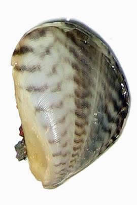 Quagga Mussel