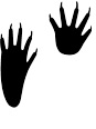 Raccoon Tracks