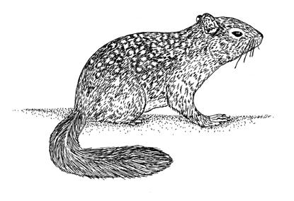 Rock Squirrel