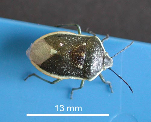 Says plant bug