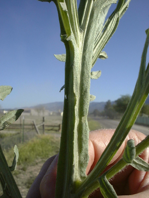 Yellow Starthisle Stem