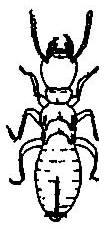 termite