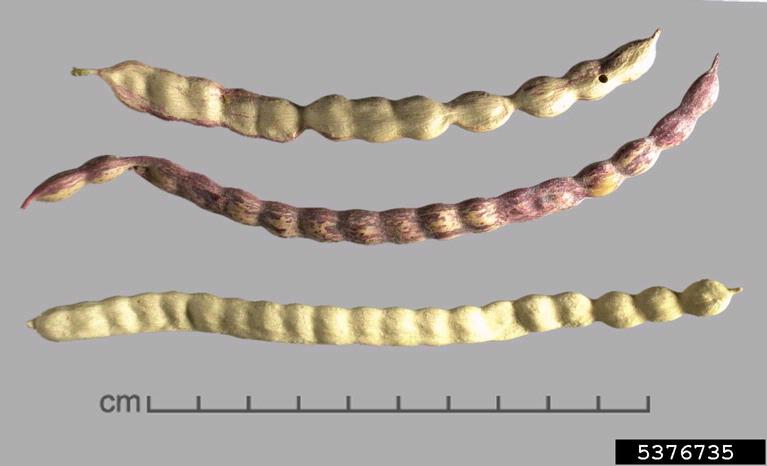 Velvet mesquite bean pods.