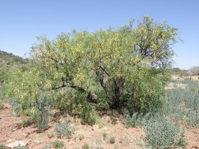 Backyard Gardener - Enjoy Velvet Mesquite Trees - January 9, 2019