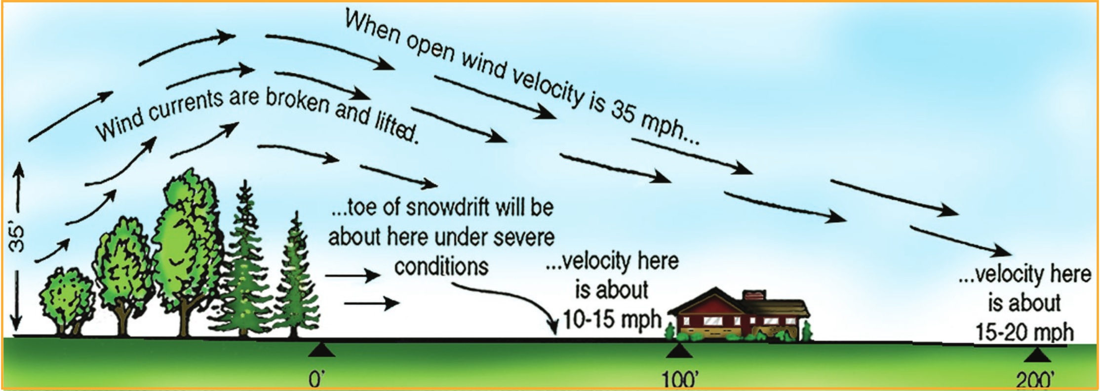 Fast Growing Windbreak Trees